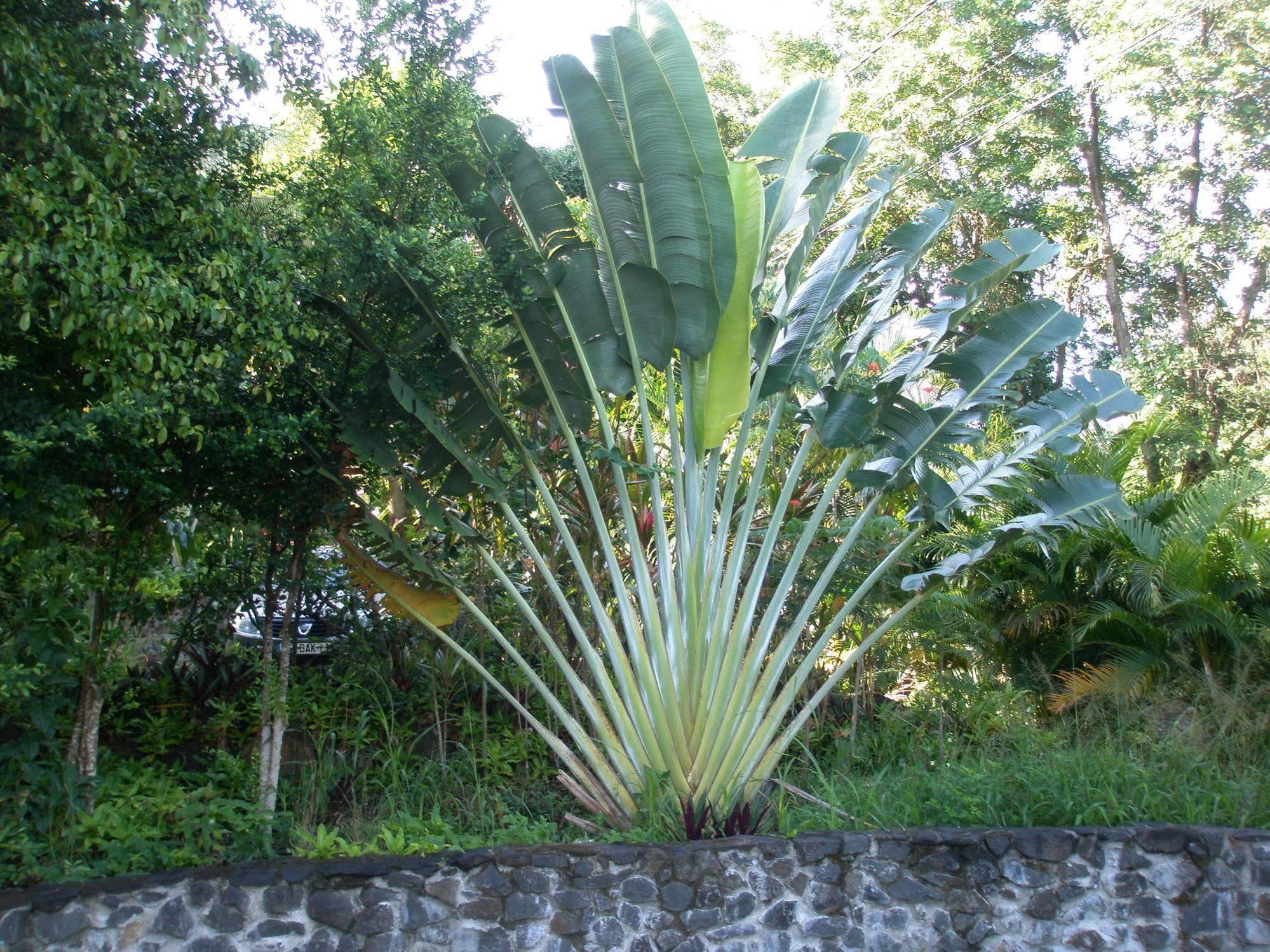 Oasis De Grande Anse Villa Deshaies Exterior foto